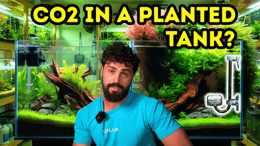 CO2 Myths in Aquariums: What Fishkeepers Get Wrong