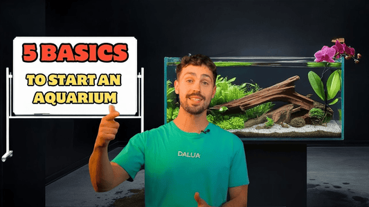 5 Essential Tips for a Planted Aquarium Setup