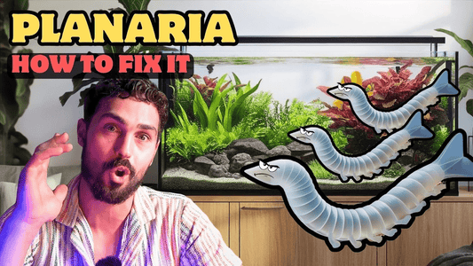 Get Rid of Planaria in Your Fish Tank for Good