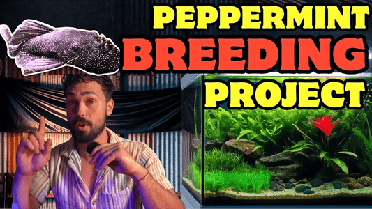 Breeding Peppermint Bristlenose Catfish in Aquascape Tank