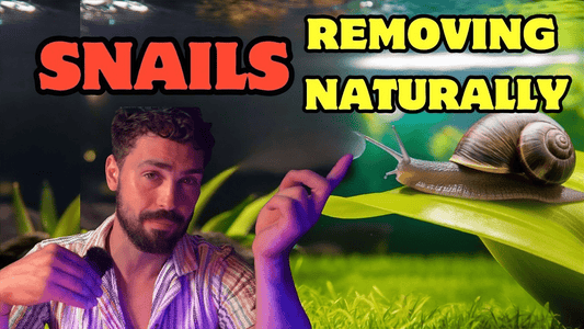 Get Rid of Pest Aquarium Snails Naturally – Safe & Effective Method