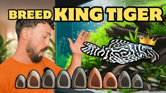 Breeding the King Tiger Pleco (L333) – Care, Feeding & Spawning Guide