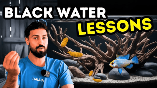 What I Learned Keeping a Blackwater Biotope Aquarium – Key Lessons & Setup Insights