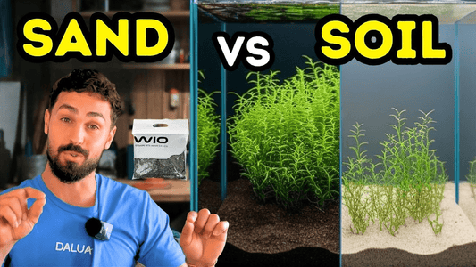 Which Is Best for Your Aquarium: Sand or Aquasoil? (Full Comparison)