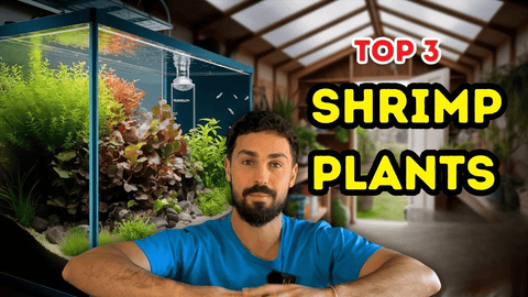Top 3 Aquarium Plants for Cherry Shrimp | Boost Shrimp Health & Breeding