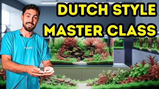Dutch Style Aquascape Guide: Substrate, Plant Care & Water Parameters Explained