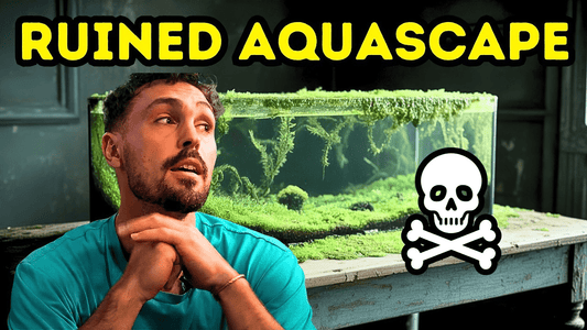 Top 5 Causes of Aquarium Algae & How to Prevent Them