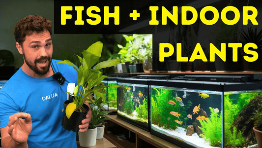 Top 10 Indoor Plants That Thrive in Aquariums – DALUA Fishroom Guide