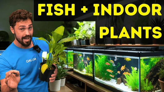 Top 10 Indoor Plants That Thrive in Aquariums – DALUA Fishroom Guide