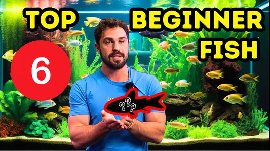 Top 6 Beginner‑Friendly Aquarium Fish for New Fishkeepers