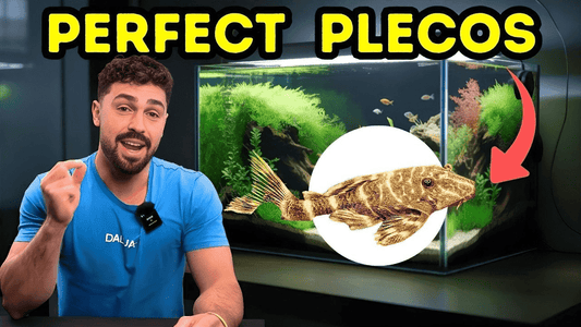 Bristlenose Pleco Care Guide: Tank Setup, Diet & Tips for Beginners