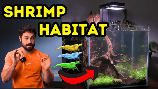 Nano Tank Transformation: From Algae Mess to a Thriving Shrimp Paradise