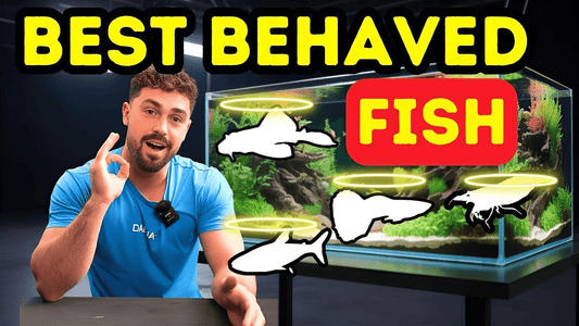 Top Fish That Won’t Destroy Your Planted Tank (Safe Species for Aquascapes)