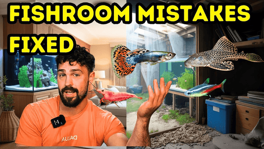 Beginner Fishroom Guide: How to Save Time, Money & Avoid Common Mistakes