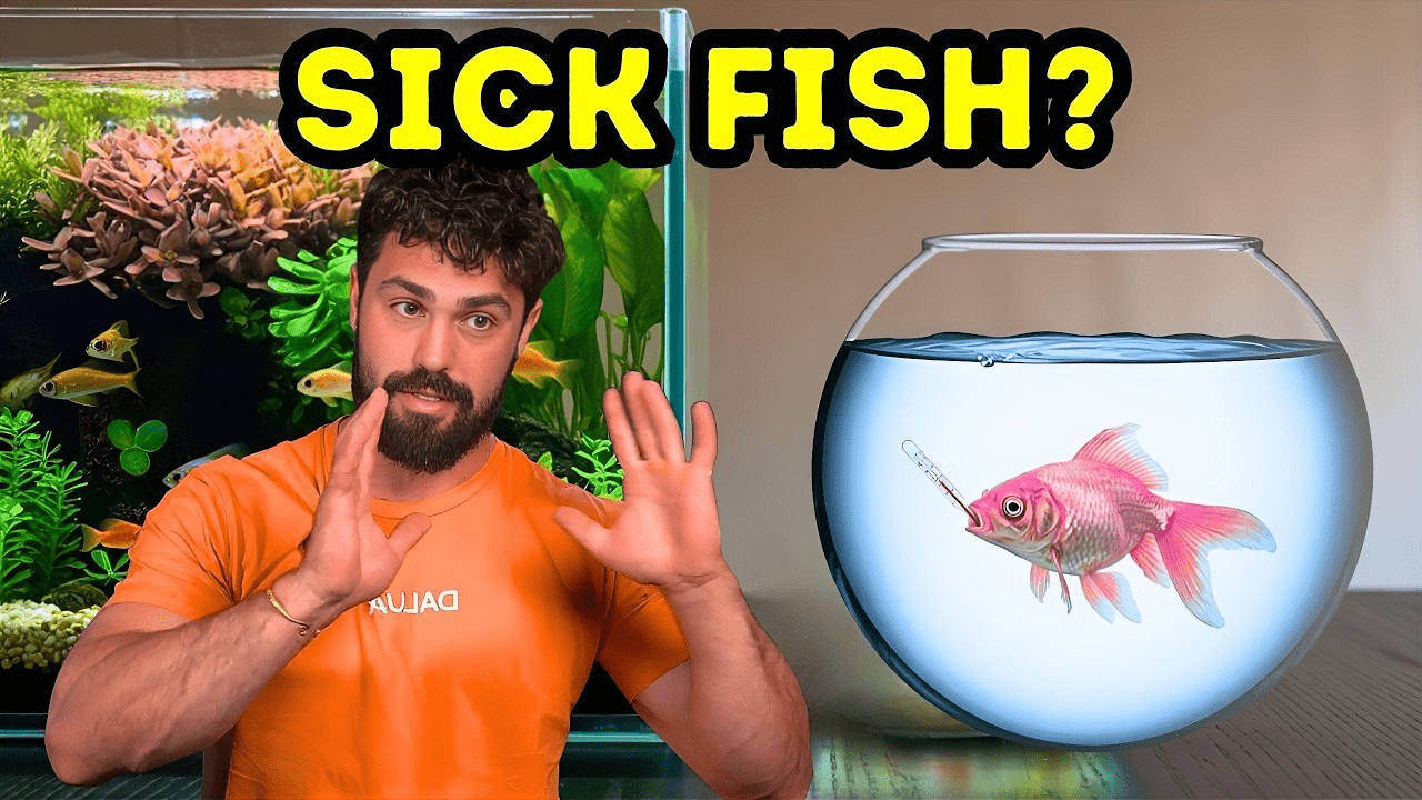 Identifying & Fixing Common Fish Diseases: Early Warning Signs Every A ...