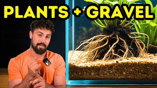 Best Plants for Gravel Aquariums That Thrive  Substrate & Fertiliser Guide