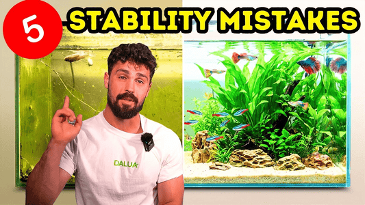 5 Beginner Fish Tank Mistakes That Destroy Stability (2026 Guide)