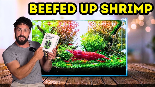 How to Breed Shrimp for Profit: Full Step‑By‑Step Breeding System (DALUA Fishroom Guide)