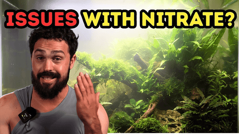 Why Nitrates Keep Coming Back in Your Aquarium (And How to Fix It Properly)