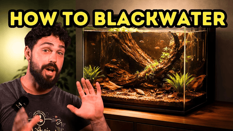 The One Thing Your Blackwater Aquarium Is Missing for Long‑Term Stability