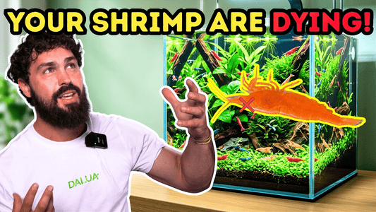 Why Your Shrimp Colony Keeps Failing — And How to Fix It for Good