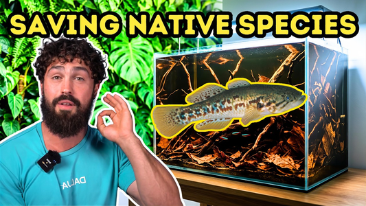 Saving the Southern Purple-Spotted Gudgeon: Building a Biotope Aquarium That Protects a Native Species