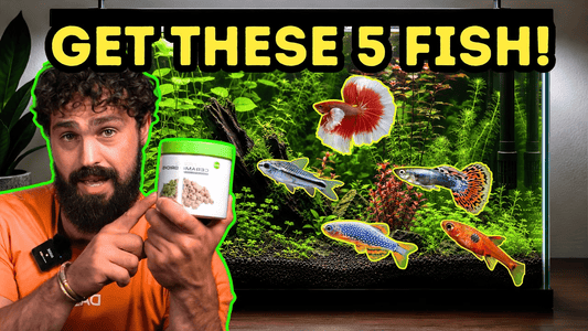 5 Fish That Truly Thrive in Small Aquariums (40L / 10 Gallon Guide)