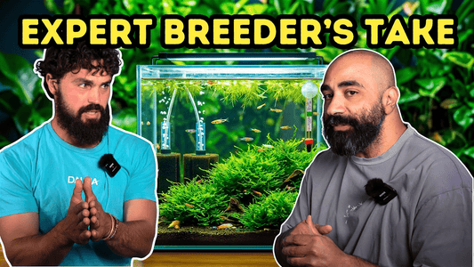 The Secret to Breeding Difficult Aquarium Fish — Expert Tips from Viridian Labs