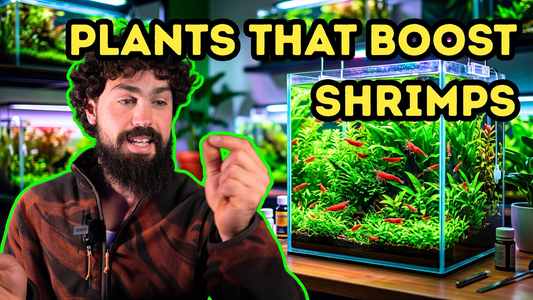 Best Plants for Shrimp Breeding: Boost Colony Growth (DALUA Fishroom Episode 5)