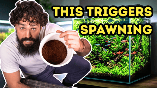 DIY Live Fish Food That Instantly Boosts Breeding — DALUA Fishroom Guide