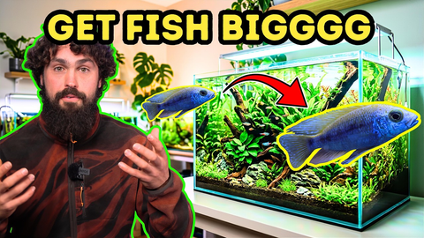 Fish Grow Faster When You Feed Them Like a Breeder — DALUA Fishroom Method Explained