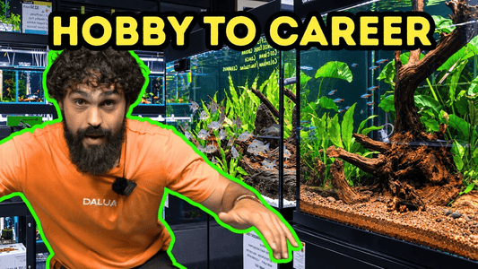 How ALLFISH2U Is Disrupting Australia’s Aquarium Industry | DALUA Fishroom Breakdown