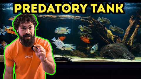 Inside Australia’s Craziest 1,500‑Gallon Monster Tank – DALUA Fishroom x AllFish2U