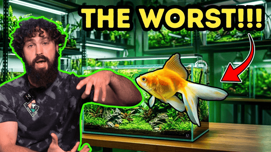 The 5 Worst Beginner Fish (And Why They Struggle) – DALUA Fishroom Breakdown