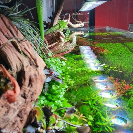 Freshwater