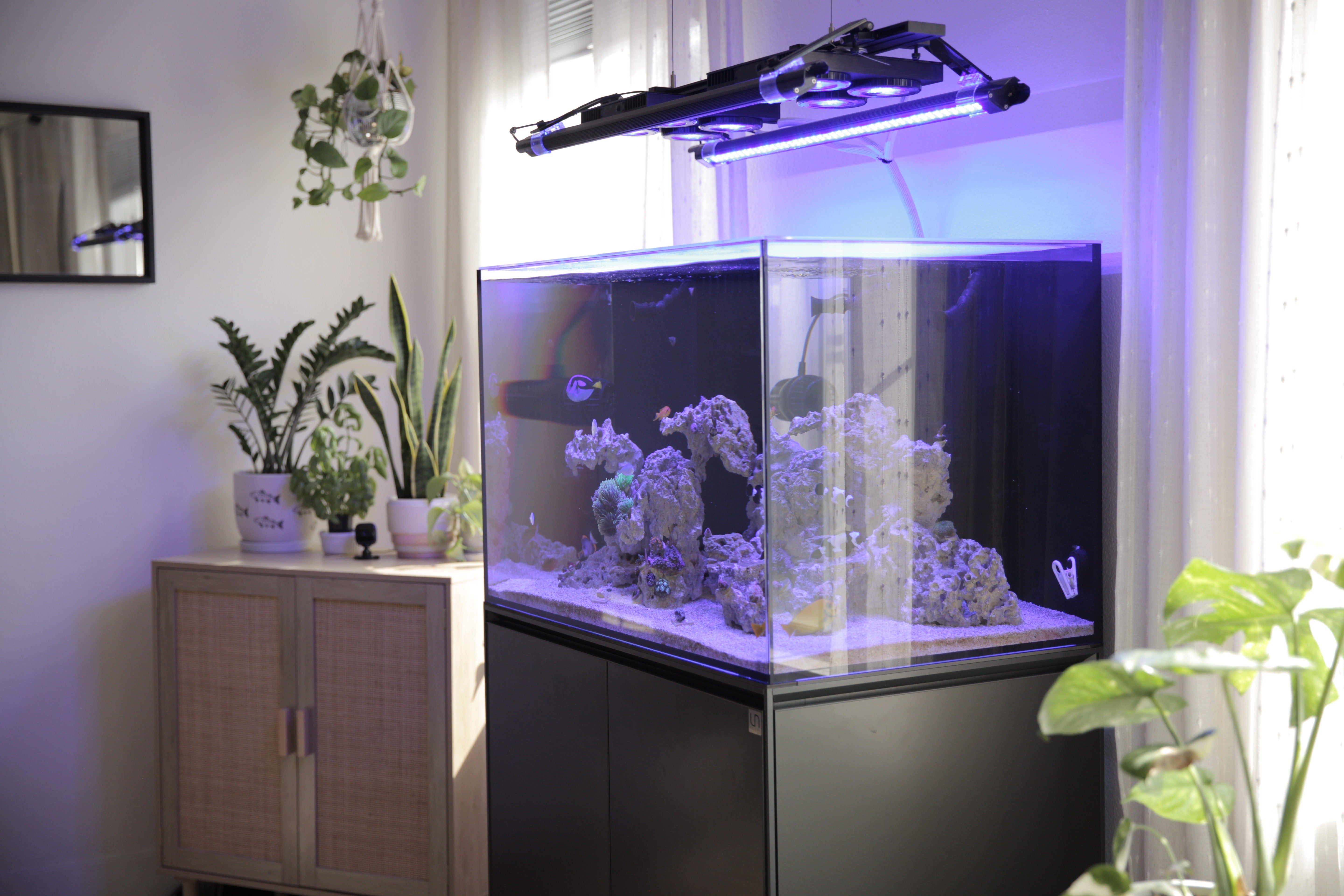 Salsation タンクトップ ダークグリーン Jatty's Reefs' Products of Choice – Dalua International LLC