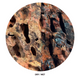 WIO - Hellboy Dragon Stone Wood and Rock WIO