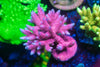 X4 Lighting Bundle lighting bundle pack DALUA 