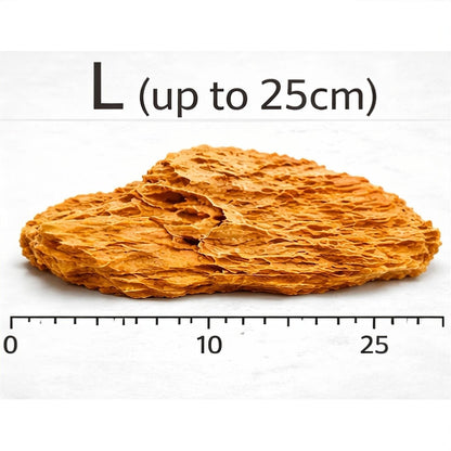 Dragon Stone (per Kg) Wood and Rock DaluaAustralia L - up to 25cm 