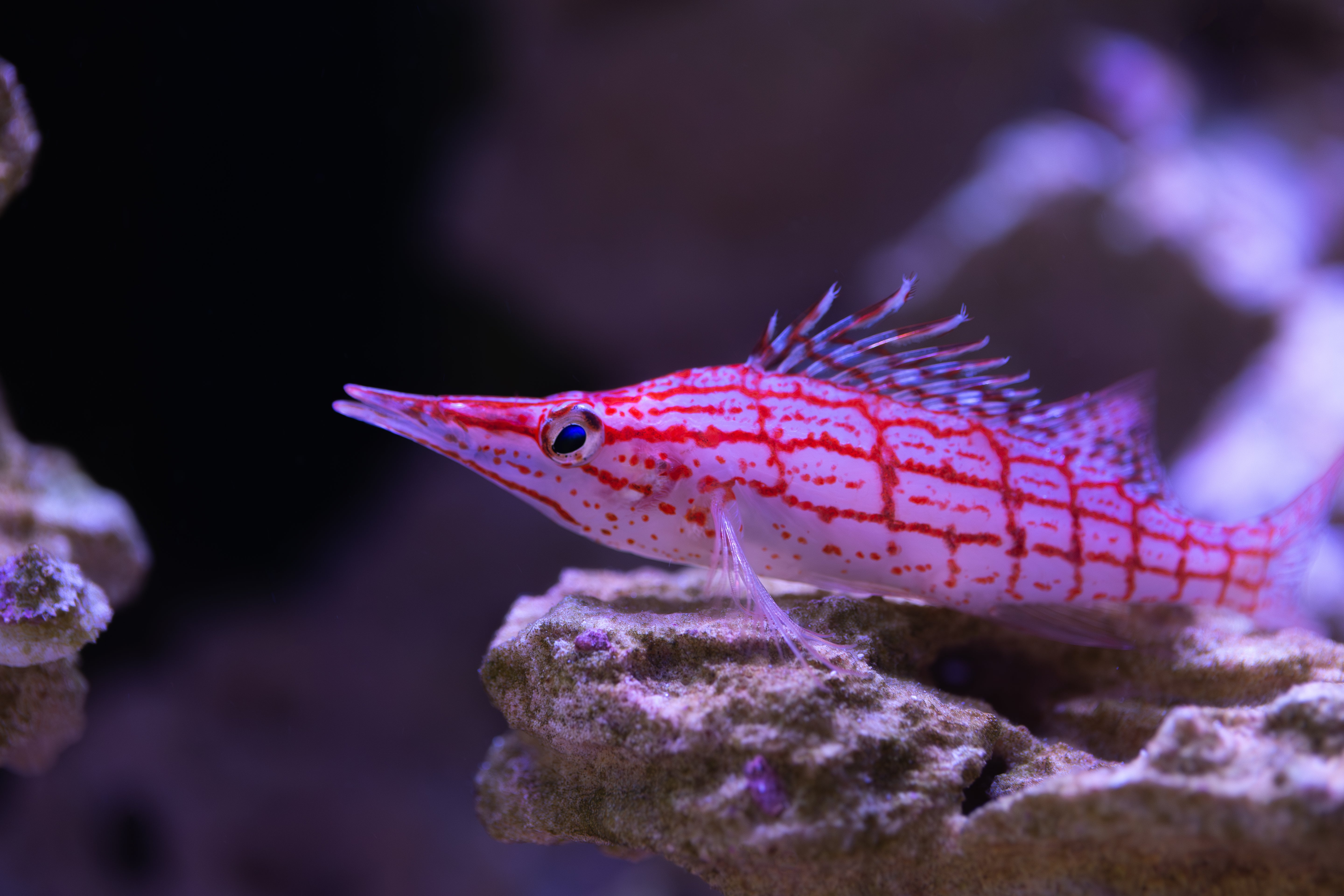 Jatty's Reefs' Products of Choice – Dalua International LLC