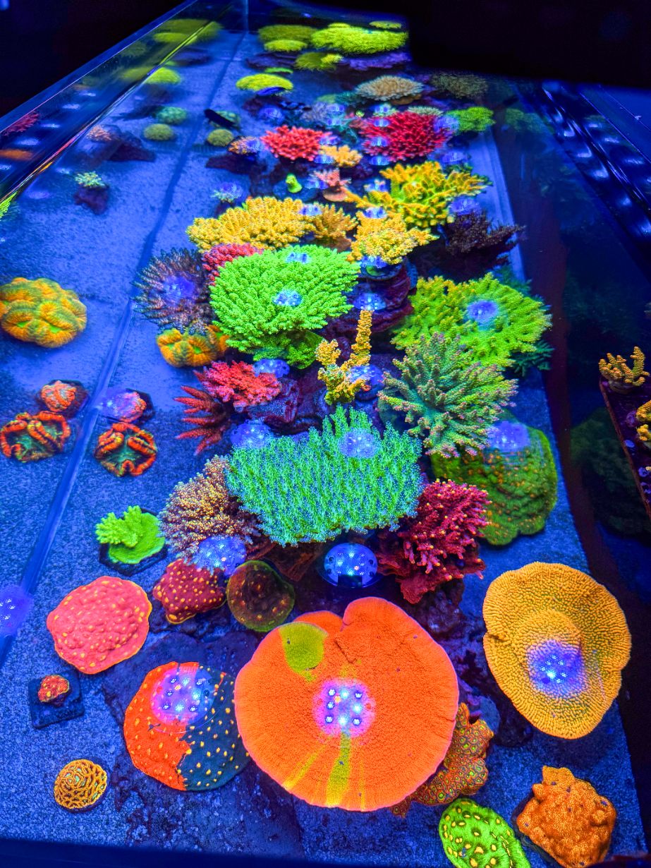 Reef 3.0 Products | Advanced Reef Solutions by – Dalua