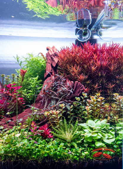 Freshwater Pixel LED Bundles All Sizes lighting bundle pack DALUA 