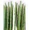Green Backs Pack of 10