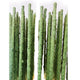 Shrimp Pops By SAS DaluaAustralia 