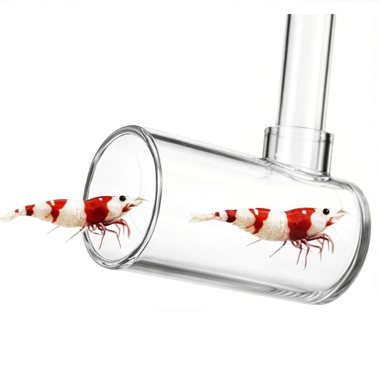 Fish and Shrimp Catcher - Extendable aquarium tool DALUA 