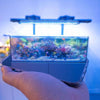 "THE PERFECT AQUARIUM , IN THE PALM OF YOUR HANDS"