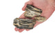 WIO - Grey Fossil Wood - Nano Rock 2kg Wood and Rock WIO 