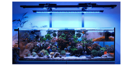 X4 Rear Mounting Arm DALUA 