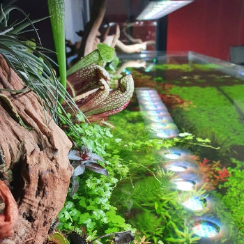 FRESHWATER