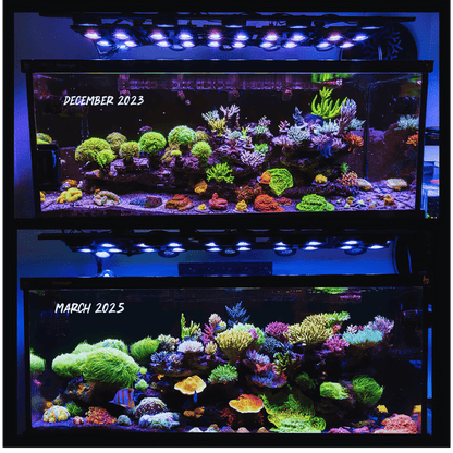Illumagic X4 Limited Edition *Platinum White* LED LIGHTING DaluaAustralia 
